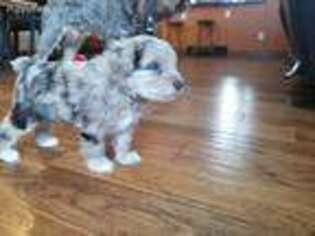 Mutt Puppy for sale in Eyota, MN, USA