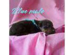 Doberman Pinscher Puppy for sale in Binger, OK, USA