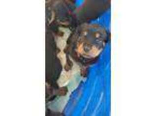 Rottweiler Puppy for sale in Ticonderoga, NY, USA