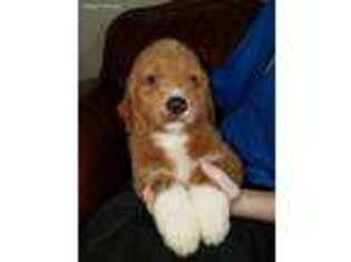 Goldendoodle Puppy for sale in Kiln, MS, USA