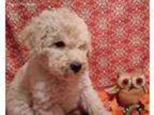 Labradoodle Puppy for sale in Osceola Mills, PA, USA