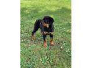 Rottweiler Puppy for sale in Griggsville, IL, USA