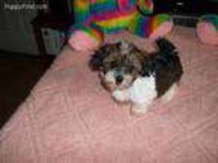 Shorkie Tzu Puppy for sale in Springfield, MO, USA