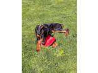 Doberman Pinscher Puppy for sale in Johnson City, NY, USA