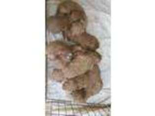 Goldendoodle Puppy for sale in Stanley, VA, USA