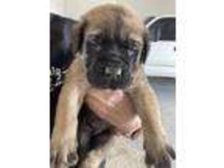 Mastiff Puppy for sale in Friend, NE, USA