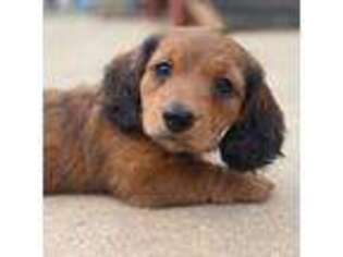 Dachshund Puppy for sale in Descanso, CA, USA