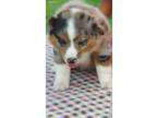 Miniature Australian Shepherd Puppy for sale in Montgomery City, MO, USA