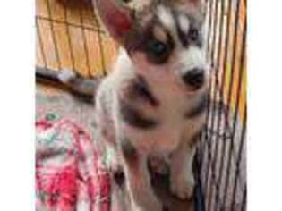 Siberian Husky Puppy for sale in Coquille, OR, USA