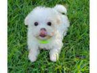 Maltese Puppy for sale in Rock Hill, SC, USA