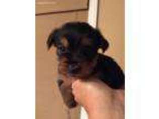 Yorkshire Terrier Puppy for sale in Meadowview, VA, USA