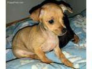 Miniature Pinscher Puppy for sale in Atlanta, GA, USA