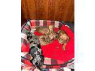 Dachshund Puppy for sale in Clarksville, IN, USA
