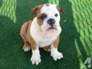 Bulldog Puppy for sale in MORGAN HILL, CA, USA
