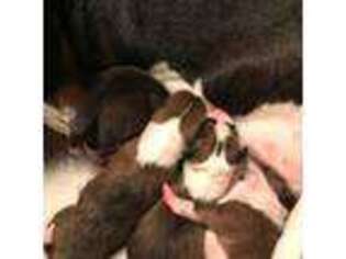 Basenji Puppy for sale in Gresham, OR, USA