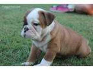 Bulldog Puppy for sale in Gainesville, MO, USA