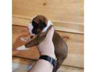 Boxer Puppy for sale in Glenfield, NY, USA
