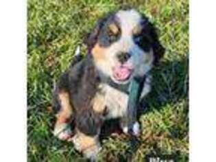Bernese Mountain Dog Puppy for sale in Belleview, MO, USA