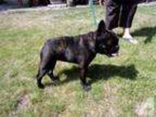 French Bulldog Puppy for sale in DRYDEN, WA, USA
