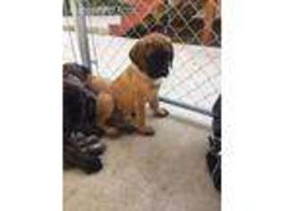 Mastiff Puppy for sale in Coolville, OH, USA
