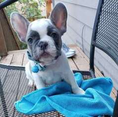 French Bulldog Puppy for sale in Spencerport, NY, USA