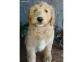 Goldendoodle Puppy for sale in Westminster, SC, USA