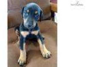 Doberman Pinscher Puppy for sale in Las Cruces, NM, USA