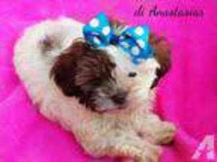 Shih-Poo Puppy for sale in PLANT CITY, FL, USA