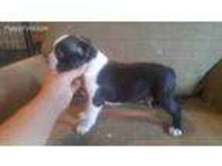 Boston Terrier Puppy for sale in Shell Rock, IA, USA