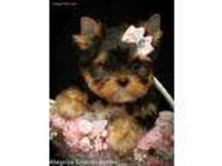 Yorkshire Terrier Puppy for sale in Cullowhee, NC, USA