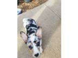 Pembroke Welsh Corgi Puppy for sale in Indian Hills, CO, USA