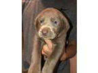 Labrador Retriever Puppy for sale in La Porte, TX, USA