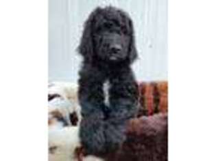 Goldendoodle Puppy for sale in Jacksonville, NC, USA