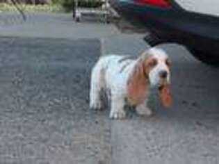 Basset Hound Puppy for sale in Washoe Valley, NV, USA