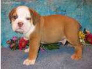 Bulldog Puppy for sale in Purdy, MO, USA