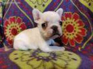French Bulldog Puppy for sale in Ramsey, IL, USA