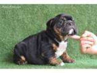 Bulldog Puppy for sale in Coventry, RI, USA