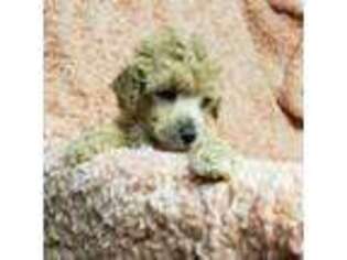 Mutt Puppy for sale in Opelousas, LA, USA