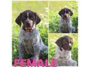 German Shorthaired Pointer Puppy for sale in Brandon, MS, USA
