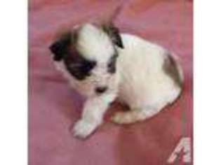 Coton de Tulear Puppy for sale in STEVENSVILLE, MT, USA