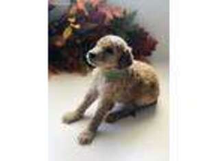 Goldendoodle Puppy for sale in Savannah, TN, USA