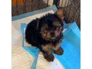Yorkshire Terrier Puppy for sale in Yucca Valley, CA, USA