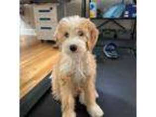 Mutt Puppy for sale in Scarsdale, NY, USA