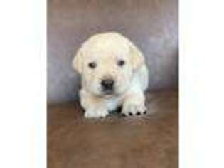 Labrador Retriever Puppy for sale in Saint Cloud, MN, USA
