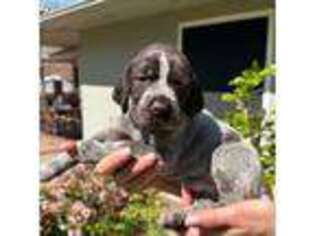 Wirehaired Pointing Griffon Puppy for sale in Whittier, CA, USA
