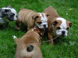 Bulldog Puppy for sale in Bloomfield, NJ, USA