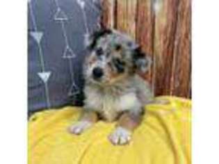 Native American Indian Dog Puppy for sale in Yorkville, IL, USA