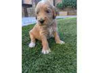 Goldendoodle Puppy for sale in Peoria, AZ, USA