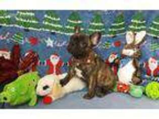 French Bulldog Puppy for sale in Redmond, WA, USA