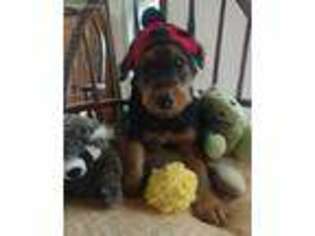 Airedale Terrier Puppy for sale in Waldo, OH, USA